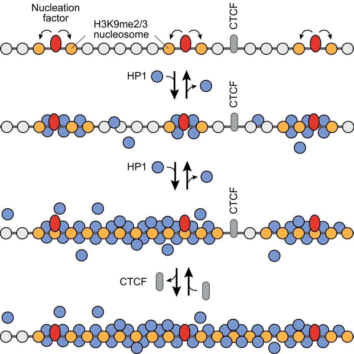 Heterochromatin Nanodomains