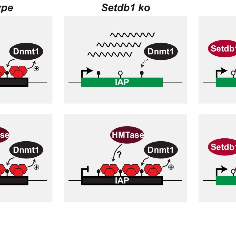 H3K9me3 not sufficient for ERV&nbsp;silencing