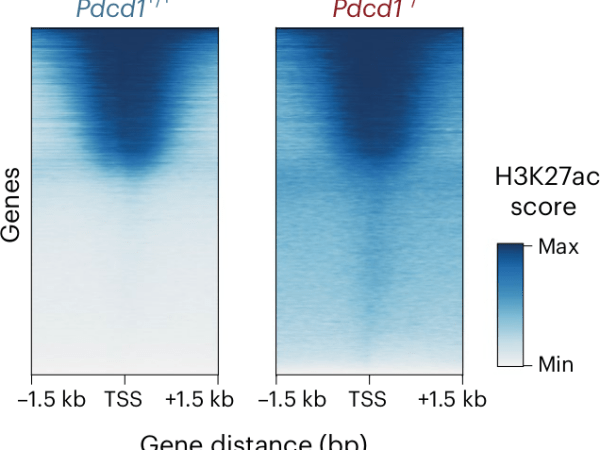 Changed metabolism affects TF activity in T cell&nbsp;lymphoma