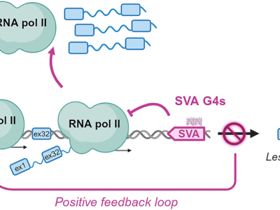 G4 structures in SVA retrotransposons