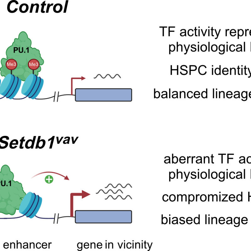 ERV-derived cryptic enhancers